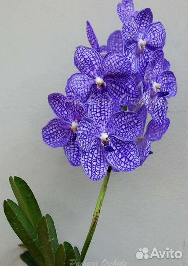 Орхидея Ванда
