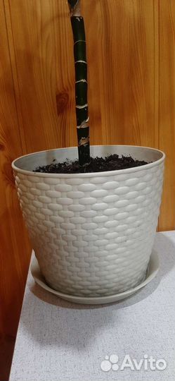 Диффенбахия