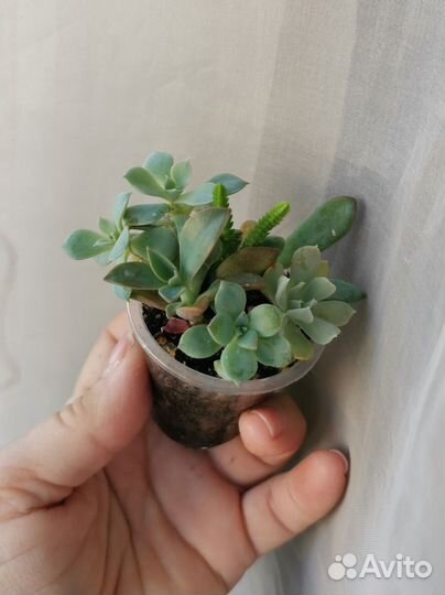 Суккуленты