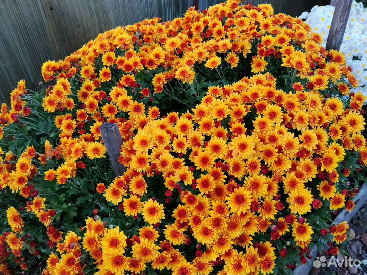 Хризантема букет