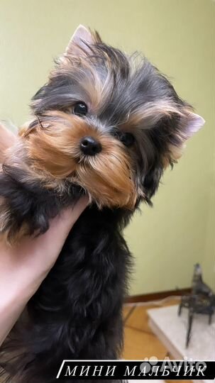 Кукольный мини мальчик йорк