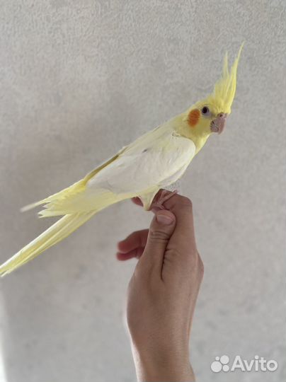 Попугай корелла птенец