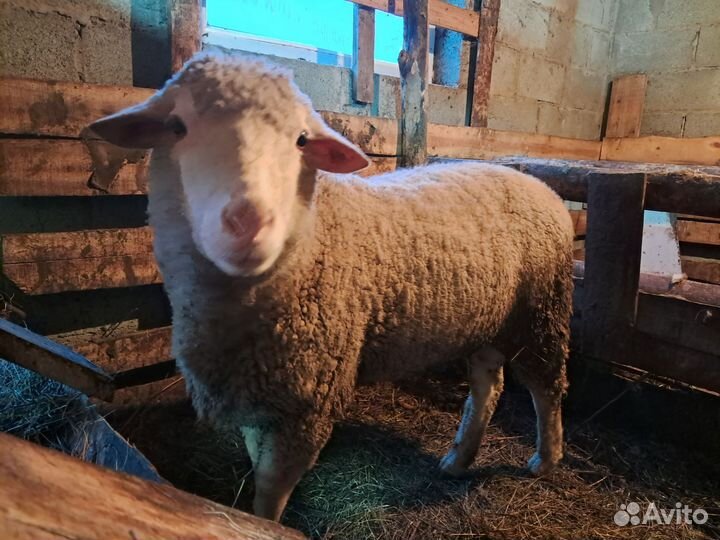 Баран породистый