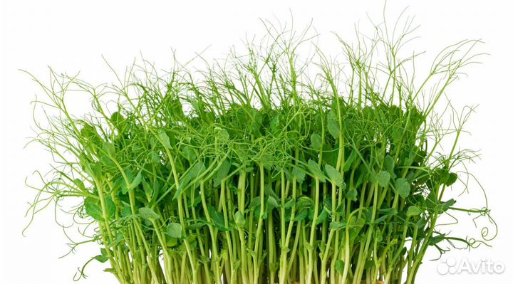 Набор для выращивания микрозелени / Горох Мадрас