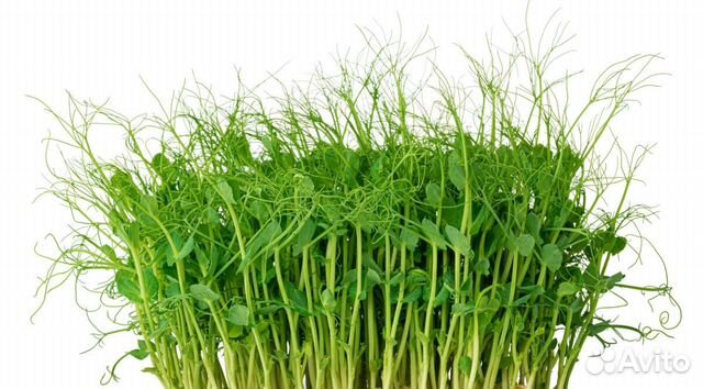 Набор для выращивания микрозелени / Горох Мадрас