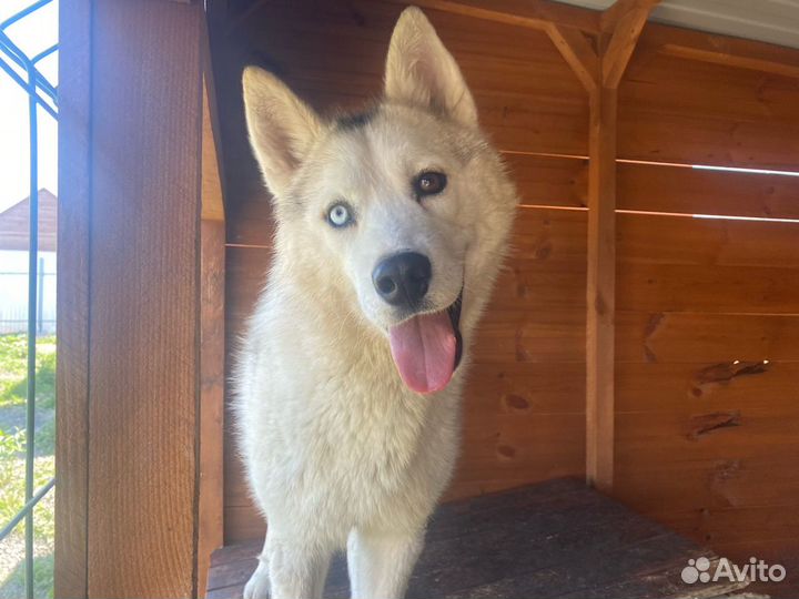 Фенотип хаски в добрые руки