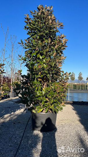 Магнолия Грандифлора из Италии