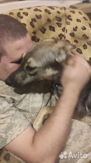 Собака в дар в добрые руки