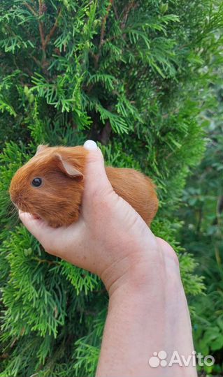 Морские свинки калифорния