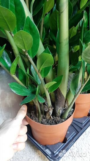 Замиокулькас