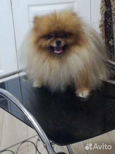 Мини Шпиц для вязок, щенки