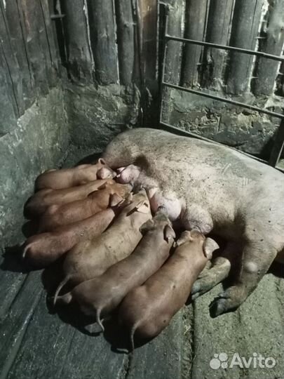 Поросята породы дюрок