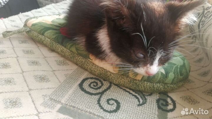 Котенок мальчик бесплатно