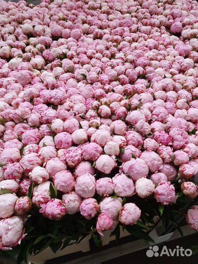 Пионы напрямую из Голландии пионы оптом