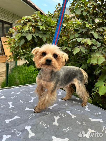 Йоркширский терьер девочка