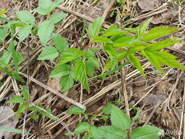 Крапива, сныть, веники для бани