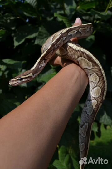 Аренда змей