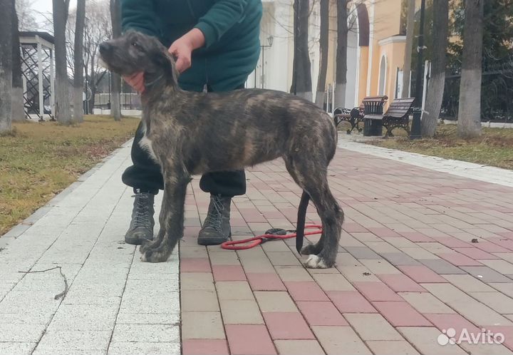 Щенки Ирландского вольфхаунда(волкодава)