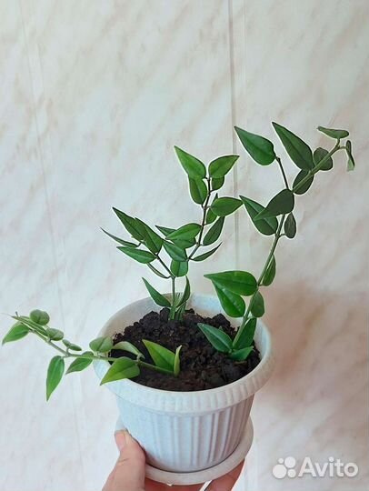 Хойя Белла, Ребекка, сциндапсус сортовой