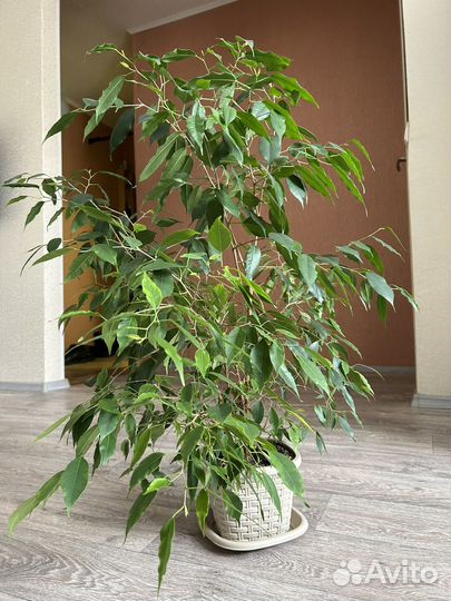 Фикус бенджамина