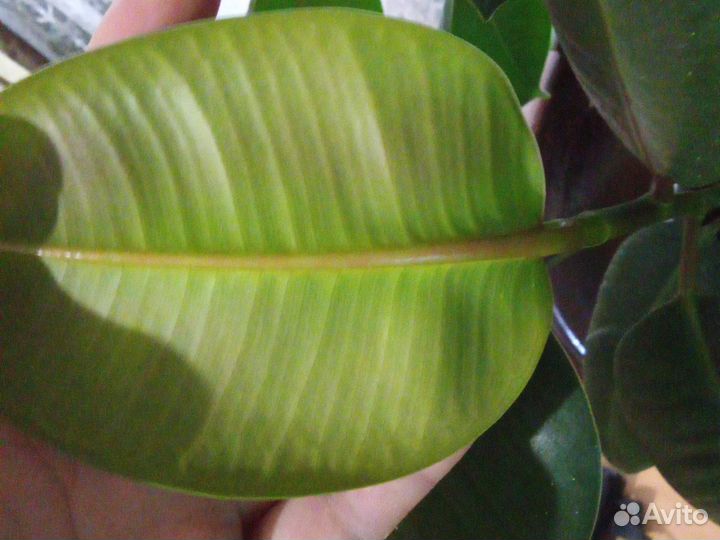 Фикус Эластика