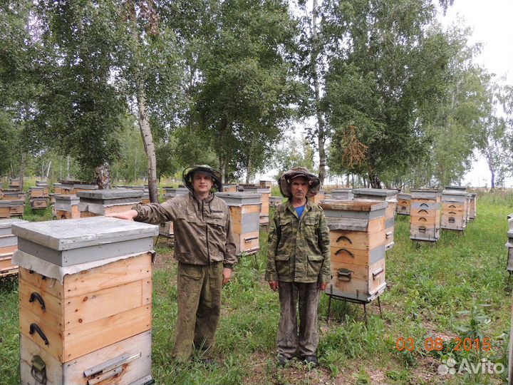 Пчелосемьи и пчелопакеты