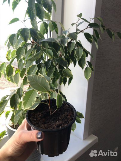 Фикус бенджамина