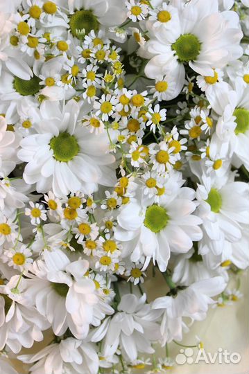 Хризантемы ромашковидные