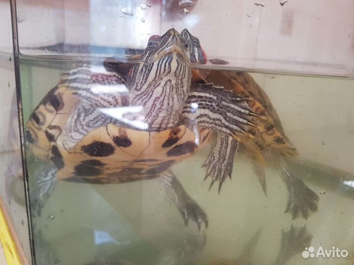 Красноухие черепахи + аквариум