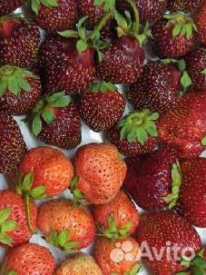 Виктория. Саженцы. Продажа с 15 августа