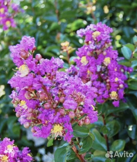 Растения для сада. Лагерстремия