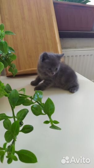 Котята в хорошие руки