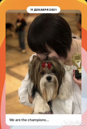 Бивер вязка