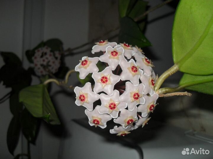Восковой цветок хойя