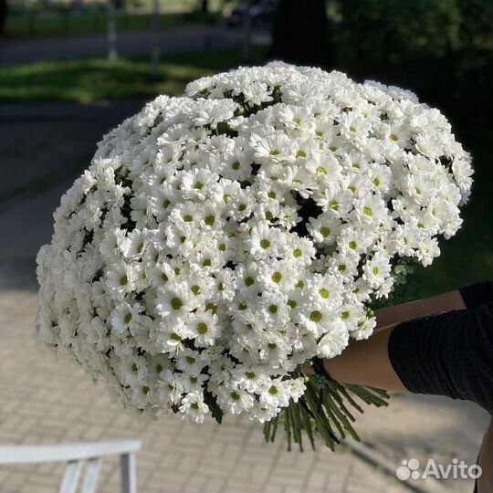 Куст. хризантема