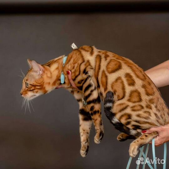 Бенгальский кот