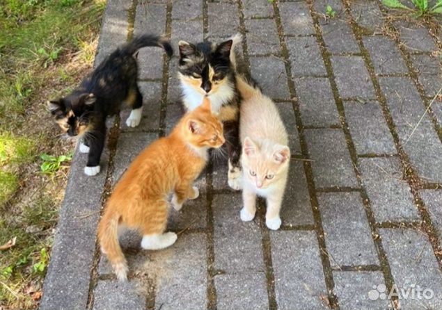 Котятки малыши в дар