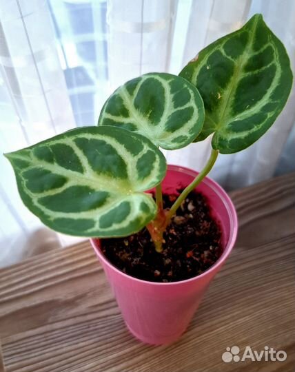 Антуриум хрустальный