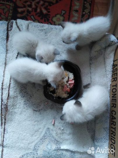 Сиамские котята