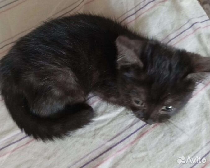 Котëнок девочка ищет дом