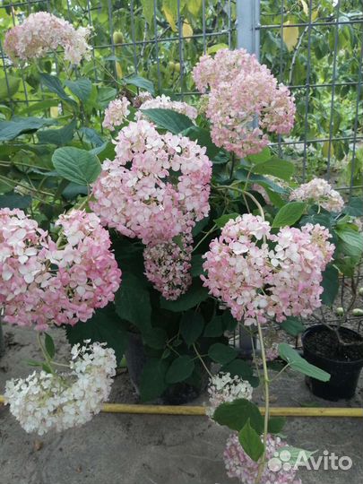 Гортензия Аннабель