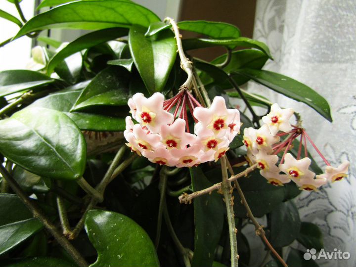 Укорененные отростки комнатных цветов