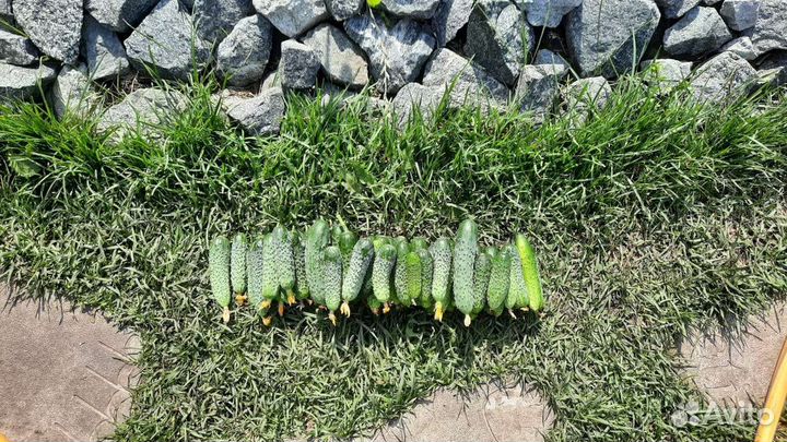 Огурцы домашние. огурцы