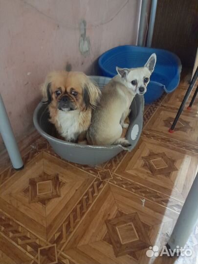 Воспитанные собачки