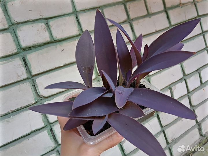 Традесканция