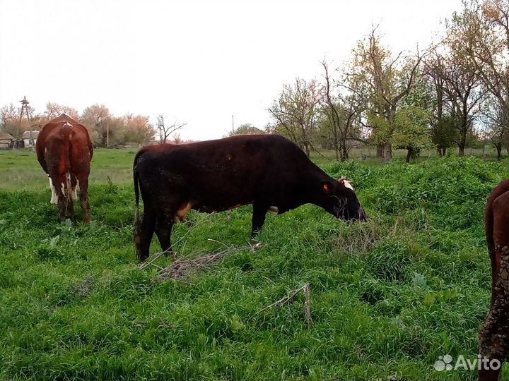 Продаются коровы