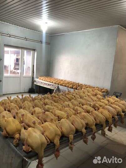 Куры бройлеры