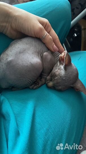 Донской сфинкс