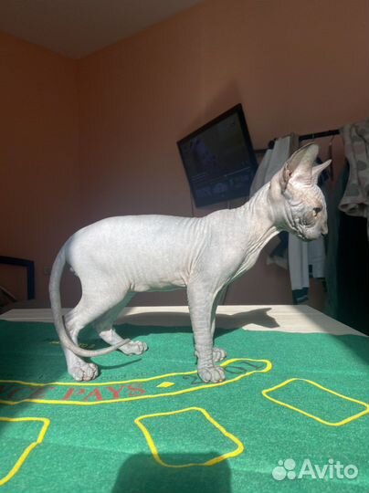 Канадский сфинкс мальчик