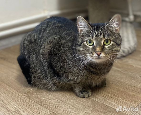 Булочка ищет дом